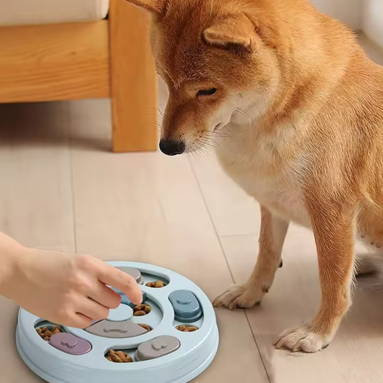 Bol à croquettes éducatif